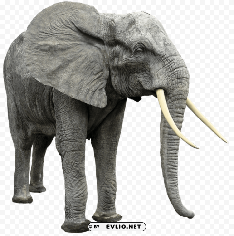 elephant free desktop Clean Background Isolated PNG Image