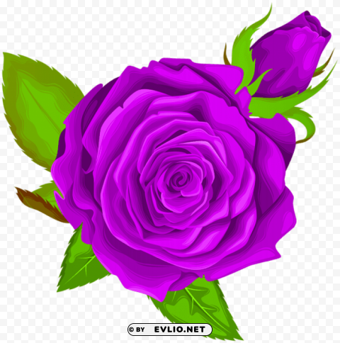 purple rose decorative Isolated Item with Clear Background PNG