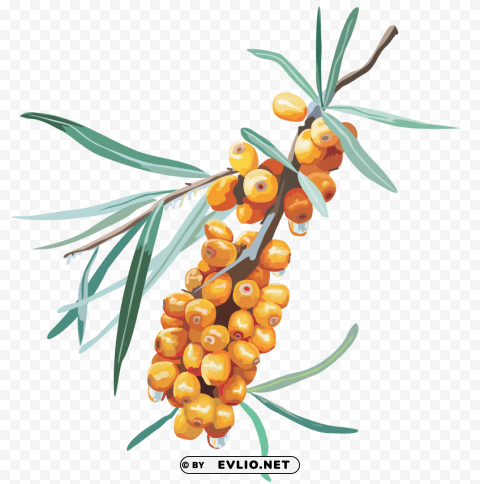 PNG image of sea buckthorn Transparent PNG graphics variety with a clear background - Image ID 955539f9