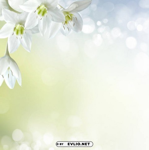 soft white floral Clear PNG pictures bundle