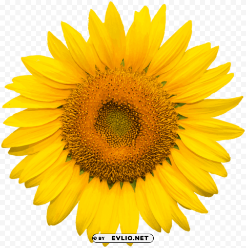 sunflower Transparent Background PNG Isolated Character