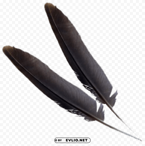 feather PNG with clear background set