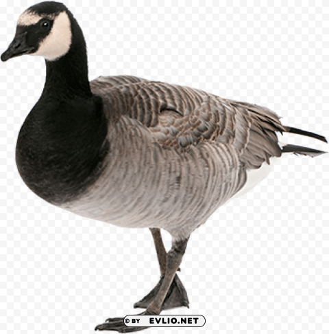 goose Isolated Artwork on Transparent Background PNG