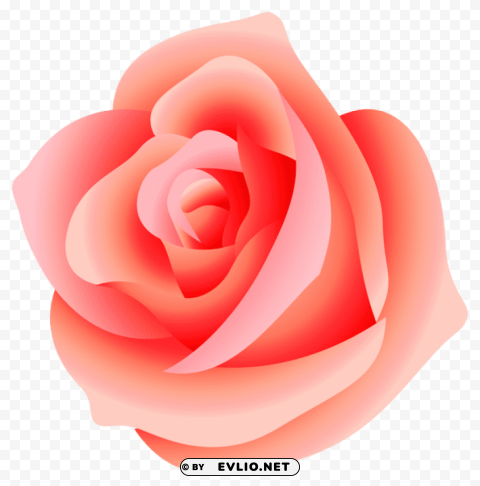 large rose PNG pictures without background