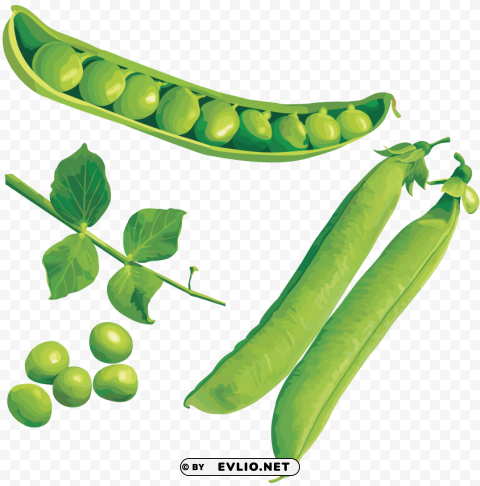pea Isolated Subject with Transparent PNG