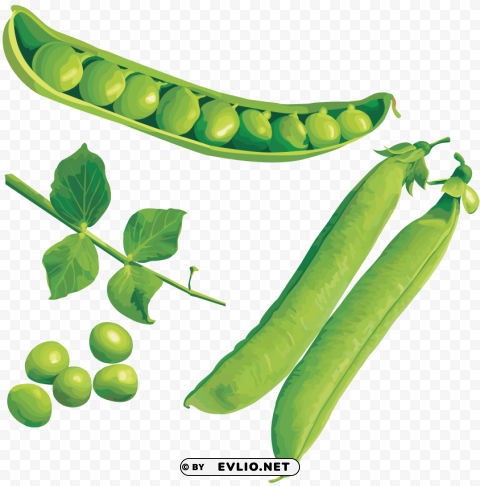 Pea Isolated Subject With Transparent PNG