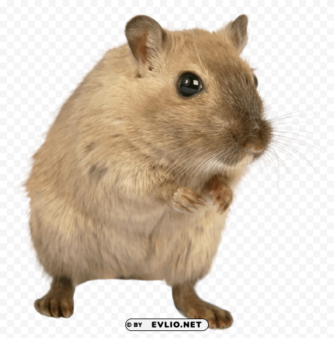 Rat Mouse High-definition Transparent PNG