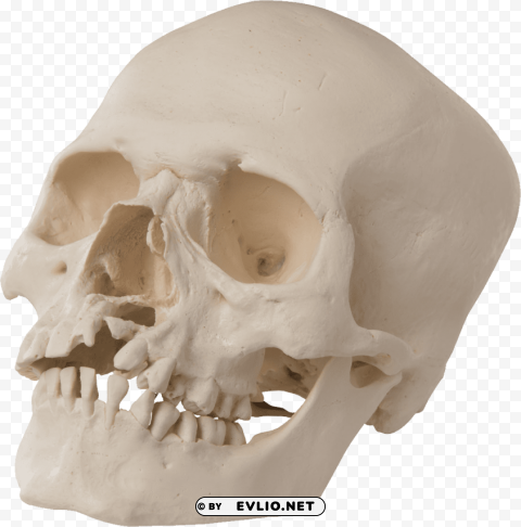 skull Clear background PNG images bulk