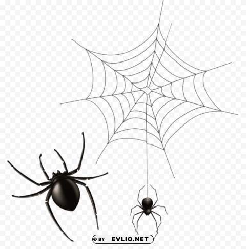 spider and cobweb PNG with no background free download