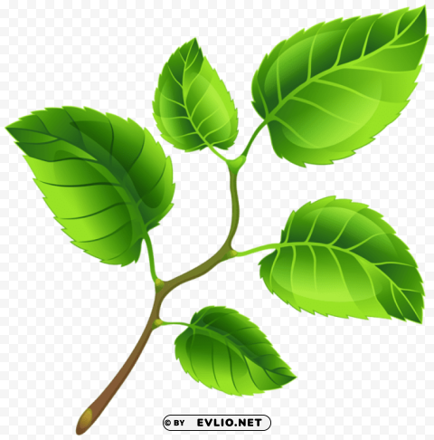 spring branch PNG with transparent overlay
