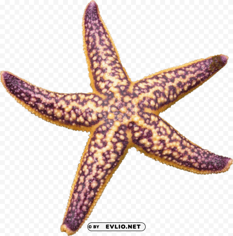 starfish purple PNG Isolated Subject with Transparency
