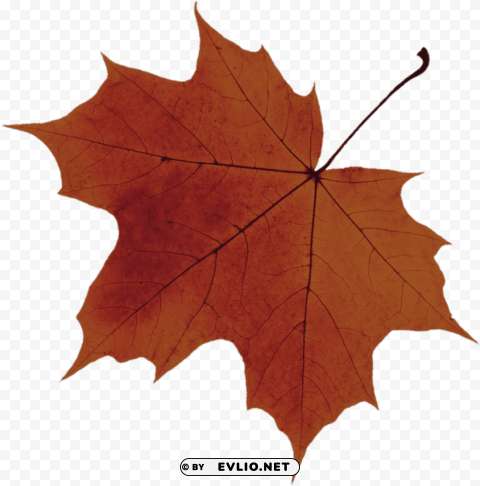 sugar maple tree leaf Transparent PNG Isolated Illustrative Element