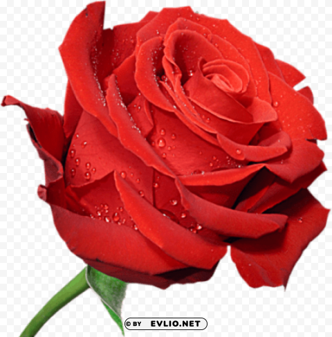 PNG image of red large rose Isolated Icon in HighQuality Transparent PNG with a clear background - Image ID 93bff99e