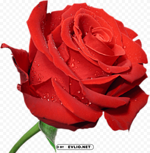 Red Large Rose Isolated Icon In HighQuality Transparent PNG