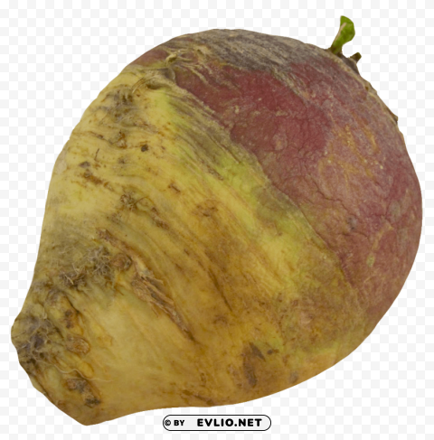 turnip rutabaga root PNG graphics with clear alpha channel selection