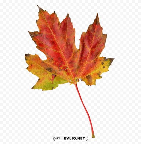 autumn leaf Clear Background PNG Isolated Design