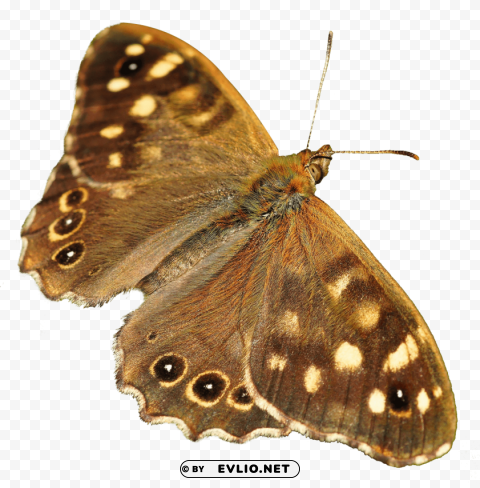 Butterfly PNG Graphics