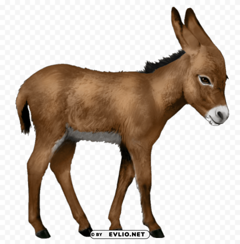 donkey PNG Graphic Isolated on Clear Background Detail