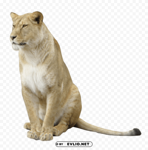 lion animal Clear PNG pictures bundle