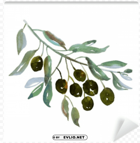 olive branch watercolor High-resolution transparent PNG images variety