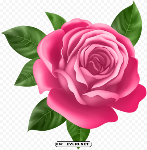 pink rose PNG files with clear background bulk download