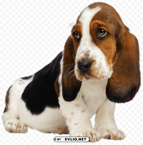 puppy PNG Image with Isolated Graphic Element