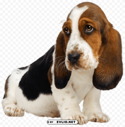 Puppy PNG Image With Isolated Graphic Element