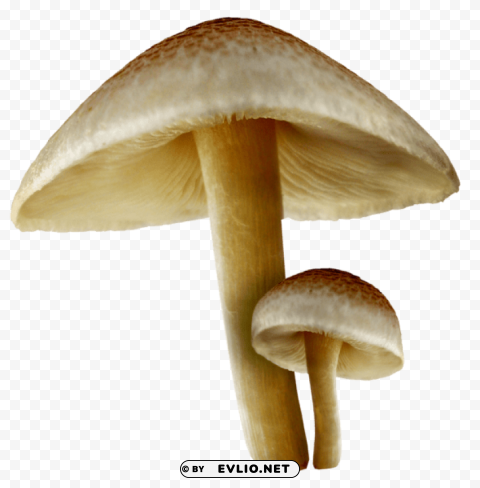  fall mushrooms Isolated Element on HighQuality Transparent PNG