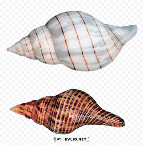 transparent sea snails shells Clean Background Isolated PNG Illustration