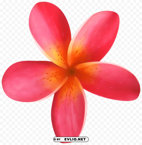 tropical flower Isolated Subject in Transparent PNG