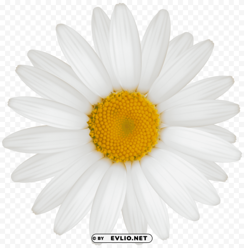 white daisy PNG transparent photos for design