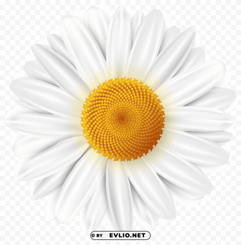 PNG image of white daisy transparent PNG images with alpha channel diverse selection with a clear background - Image ID 7def6e78
