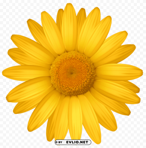 yellow daisy PNG graphics with clear alpha channel