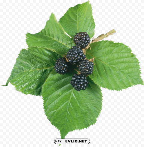 blackberry Isolated Subject with Clear Transparent PNG