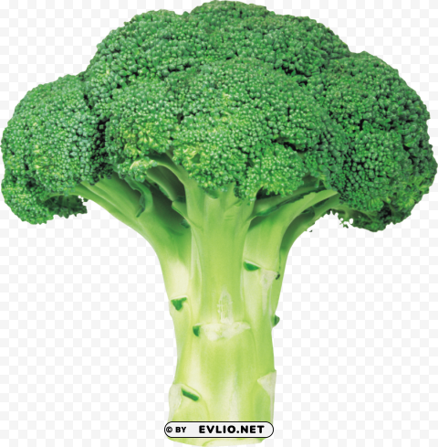 broccoli ClearCut Background PNG Isolated Subject