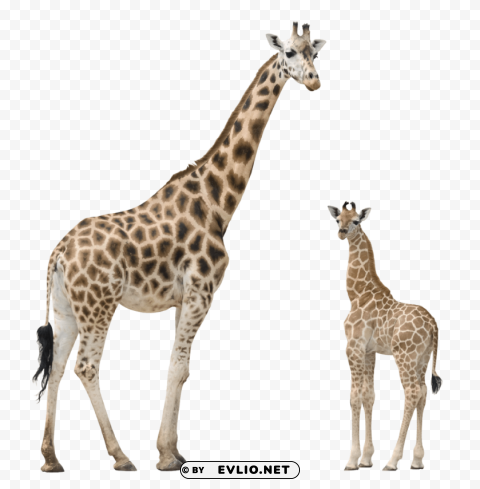 giraffe Free PNG images with alpha channel compilation