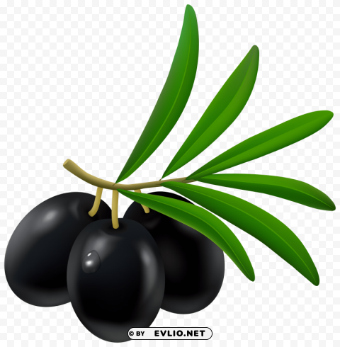 black olive ClearCut Background Isolated PNG Design