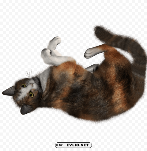 cat Isolated Subject with Clear Transparent PNG