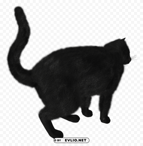 Cat PNG Clear Images
