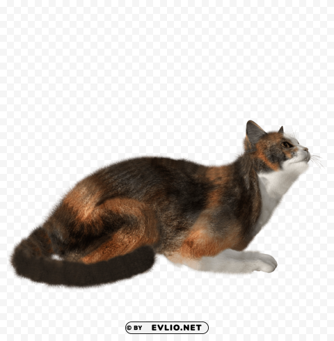 cat PNG design elements png images background - Image ID c1069b79