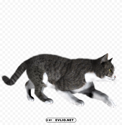 cat PNG files with clear background bulk download