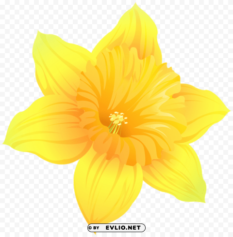 daffodil transparent PNG for mobile apps