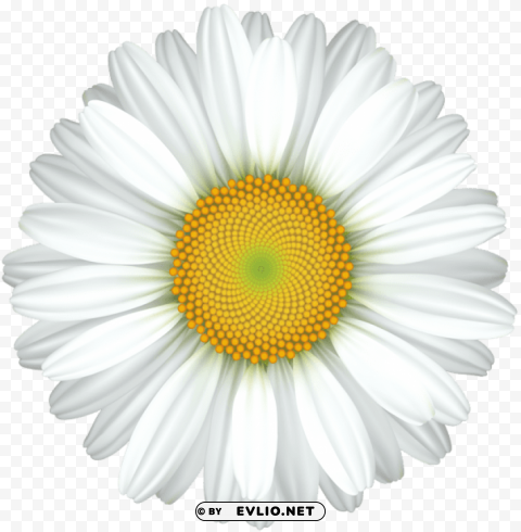 daisy flower transparent Isolated Element with Clear PNG Background