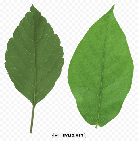 PNG image of green leaves Isolated PNG Object with Clear Background with a clear background - Image ID dda77856