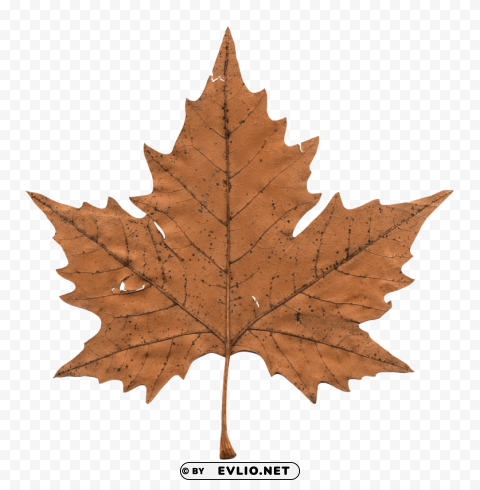 maple leaf Isolated Illustration on Transparent PNG