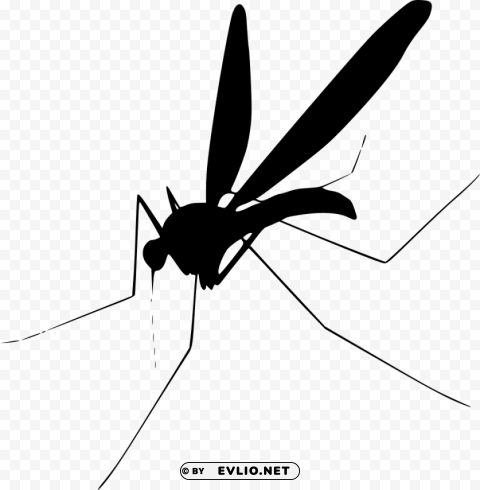 mosquito Clear Background PNG Isolated Graphic Design