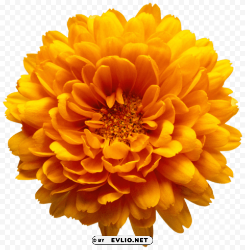 orange chrysanthemum flower PNG Image with Transparent Isolated Graphic Element