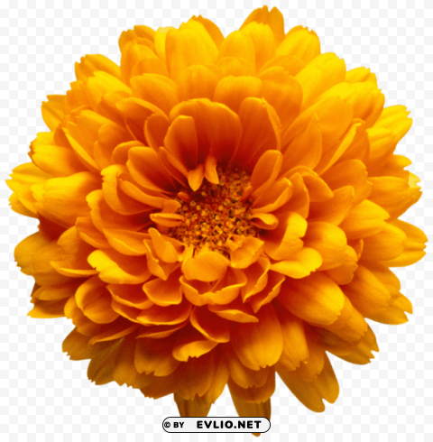 PNG image of orange chrysanthemum flower PNG Image with Transparent Isolated Graphic Element with a clear background - Image ID c6e7549c