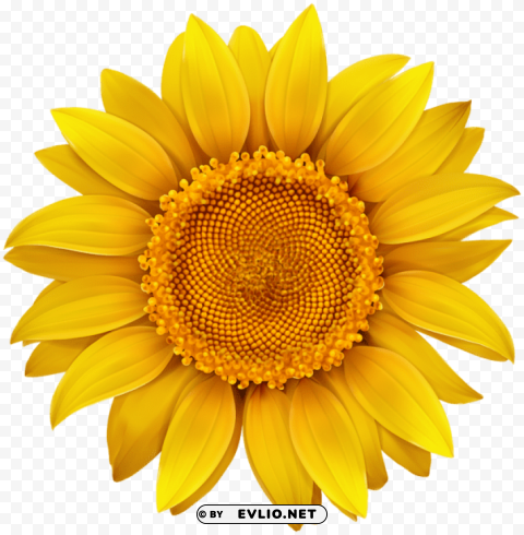 sunflower Transparent Background Isolation in PNG Image