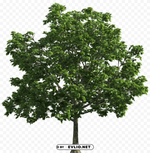 tree Transparent graphics PNG